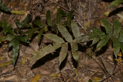 Blechnum wattsii