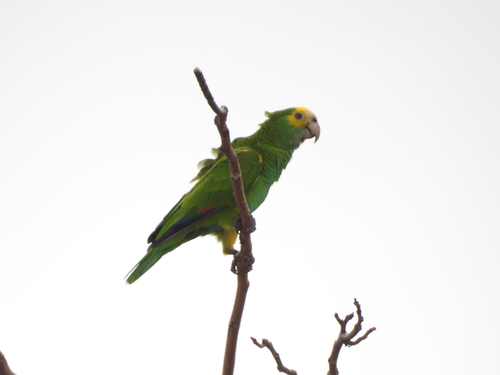 Yellow-shouldered Amazon (Amazona barbadensis), photo 4