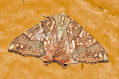 Rindgeria ornata