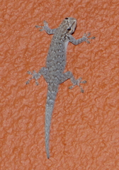 Lygodactylus chobiensis