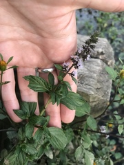 Pfefferminze (Mentha × piperita): Herkunft und Verwendung — Foto 3