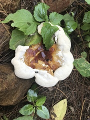 Ganoderma martinicense
