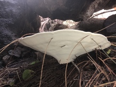 Ganoderma martinicense