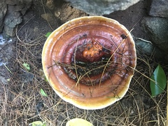 Ganoderma martinicense