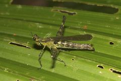 Sciaphilomastax