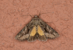 Pseudanarta flavidens