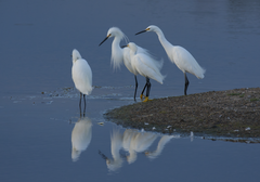 Egretta thula