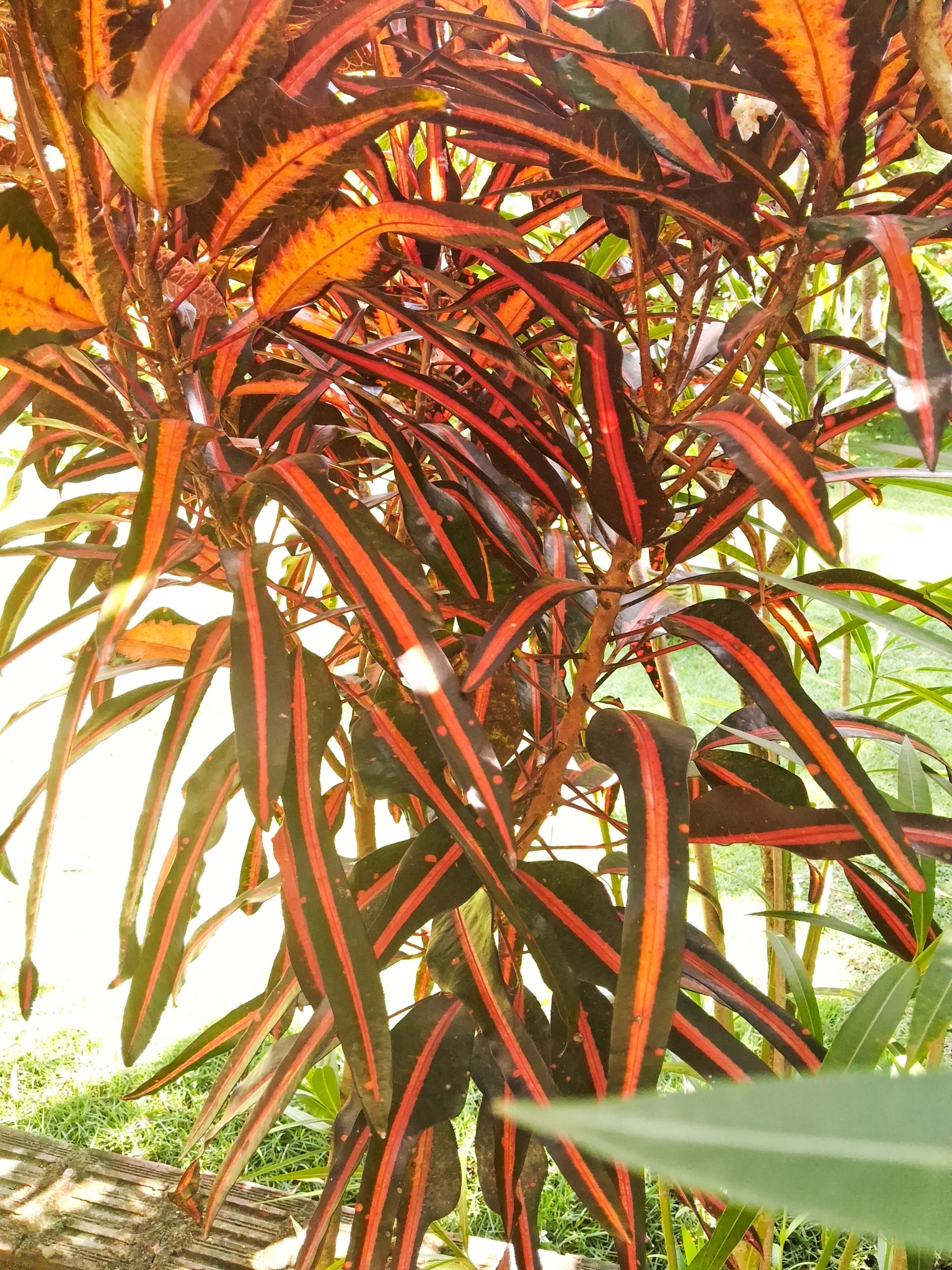Codiaeum variegatum