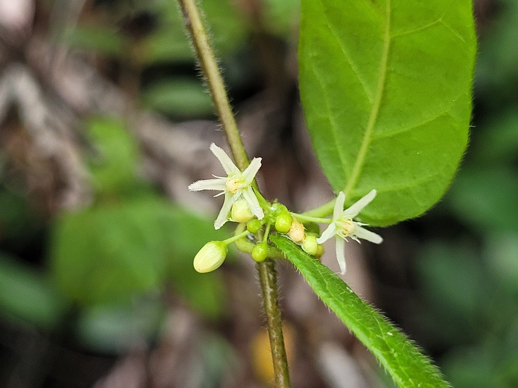 Ditassa hispida