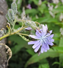 Melanoseris macrorhiza