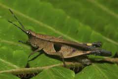Xiphiola cyanoptera