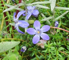 Cyananthus microphyllus