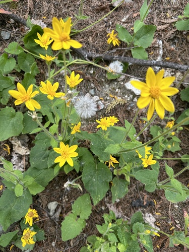 Arnica cordifolia, photograph 4
