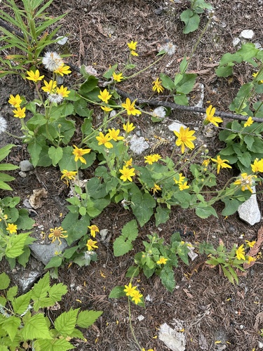 Arnica cordifolia, photograph 5