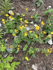 Arnica cordifolia, photograph Tristan Lindgren, CC0, iNaturalist via GBIF
