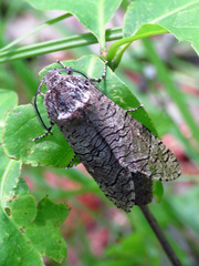 Prionoxystus macmurtrei