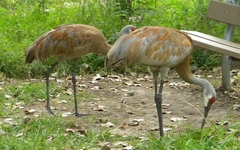 Antigone canadensis tabida