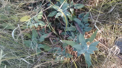 Image of Salvia tomentosa by (c) Михаил Орлов, some rights reserved (CC BY)