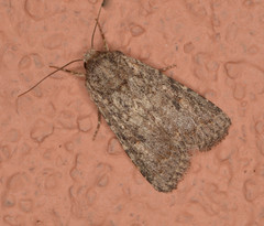 Protorthodes incincta