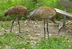 Antigone canadensis tabida