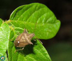 Euschistus triangulator