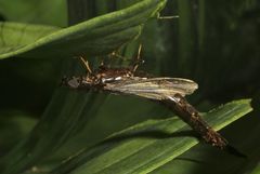 Atractocerus brasiliensis