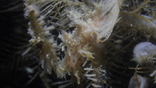 Dendronotus keatleyae, duikstek Zeelandbrug, Nederland, photo 6 of 10