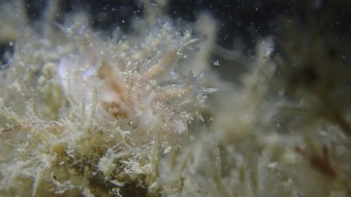 Dendronotus keatleyae, duikstek Zeelandbrug, Nederland, photo 10 of 10