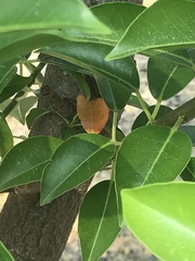 Excoecaria agallocha