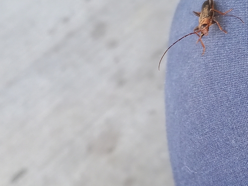 Cantharis livida