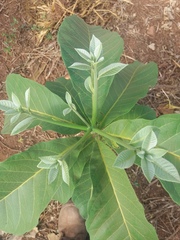 Aspidosperma subincanum
