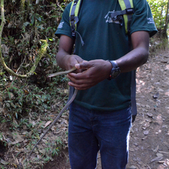 Thamnosophis infrasignatus