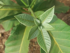 Aspidosperma subincanum