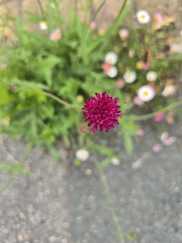 Knautia macedonica