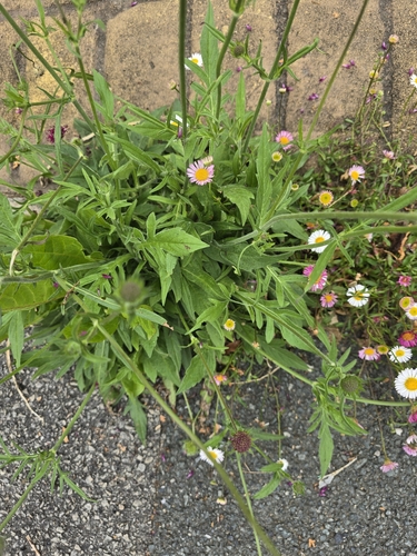 Knautia macedonica