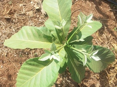 Aspidosperma subincanum