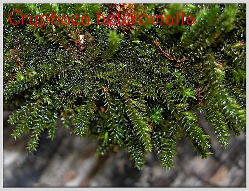 Cryphaeaceae