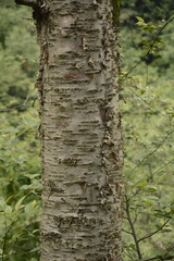 Betula alnoides