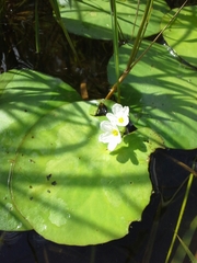 Nymphoides aquatica