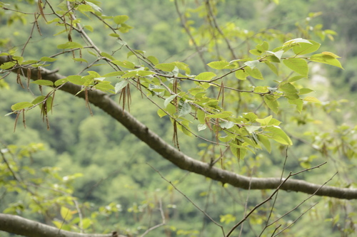 Image of Betula alnoides by (c) Siddarth Machado, some rights reserved (CC BY)