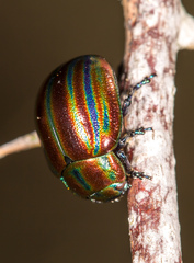 Chrysolina cerealis