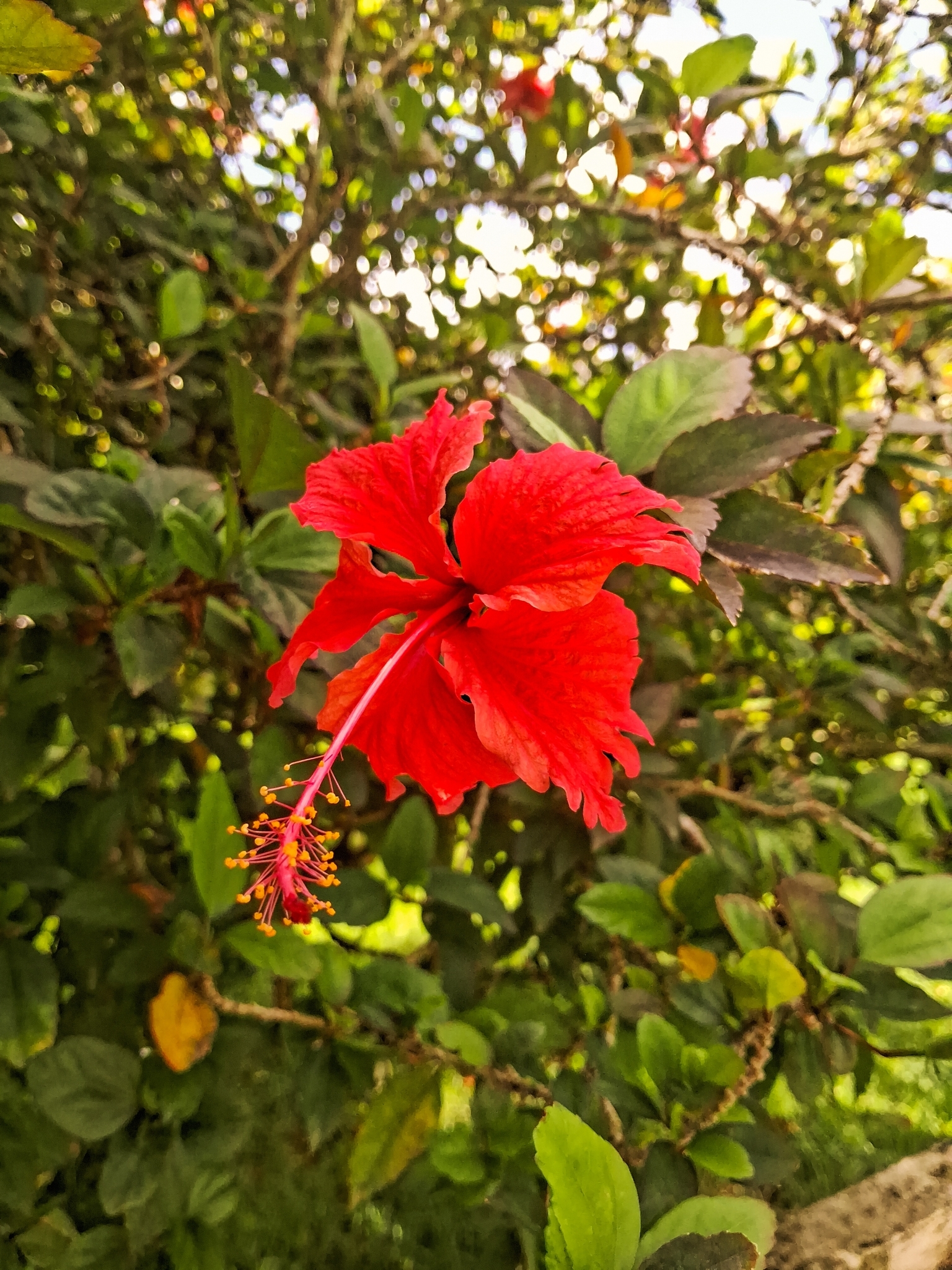 Hibiscus archeri