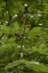 Aesculus indica