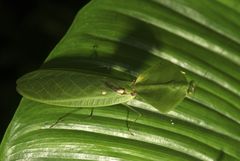 Choeradodis rhomboidea