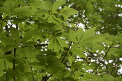 Aesculus indica