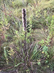 Liatris pycnostachya