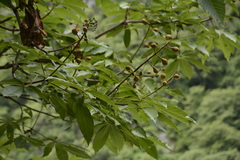 Aesculus indica