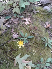 Hieracium lepidulum