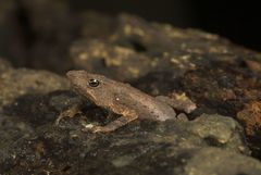 Rhinella festae