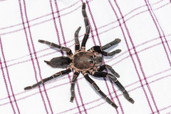 Chilobrachys stridulans